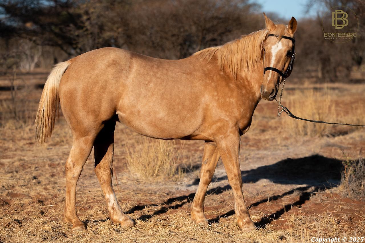 Vaquero Quicksilver
